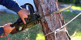 Professional  Tree Services in Desert Hot Springs, CA