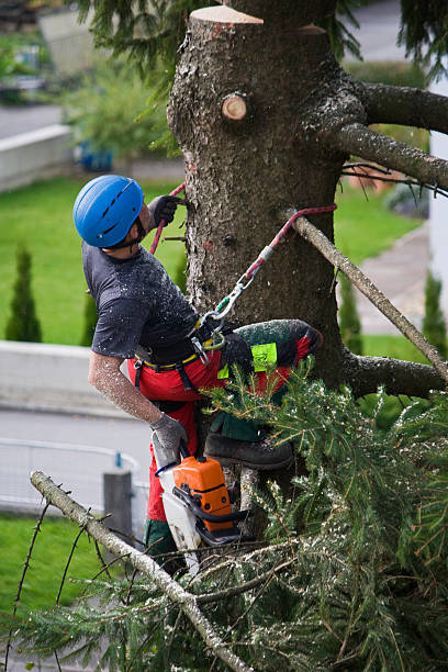 Why Choose Our Tree Removal Services in Desert Hot Springs, CA?