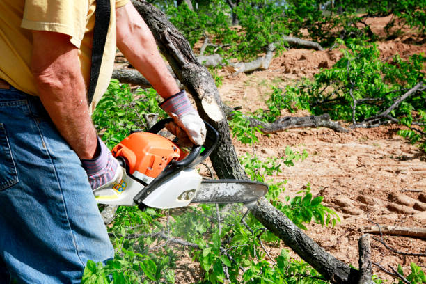 Best Palm Tree Trimming  in Desert Hot Springs, CA